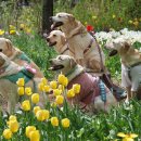 누가꽃이개 이미지