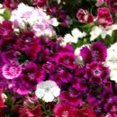 크린 스마트 이미지