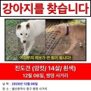 울산 중구 병영 강아지 찾습니다..(찾았어요!!) 이미지