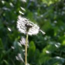 민들레홀씨 이미지