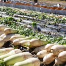 홍보농장 이미지