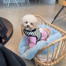 펫츠니즈