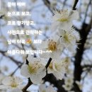 부여 정림사지박물관 벚꽂~🌸 이미지