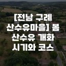 덕산 | [전남 구례 산수유마을] 봄 산수유 개화 시기와 코스