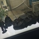 빅뱅켄넬 | 프렌치불독 전문 FBI켄넬 &#34;브레이브 엔터테이먼트&#34; 용감한형제 분양후기