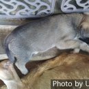 와일드캉갈 이미지