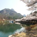 마이산 벚꽃길: 늦봄의 환상적인 핑크빛 장관 이미지