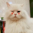 블랑쉬노엘 이미지