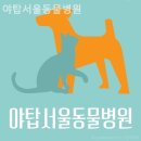 야탑서울동물병원