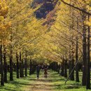 은행나무 이미지