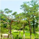서울 수국 명소 초안산 수국동산 후기
