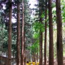 청산도 돌담민박 이미지