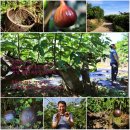 호남선 농장 이미지