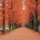 담양 메타세쿼이아랜드 이미지