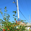 숲사랑유치원 이미지