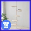 오로라 캣 이미지