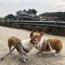 폼나고폼나개 이미지