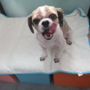 멍스바스 이미지