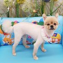 캔디펫살롱 이미지