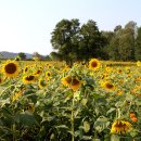 여주-0857 Daum카페