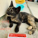 바른약국 | 집고양이 구충약 복용 먹이기