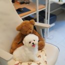 앨리스코리아켄넬 이미지