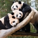판다 이미지