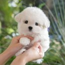 남지애견샵 이미지