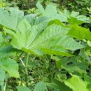 강수농장 이미지