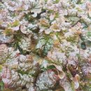 석창농장 이미지