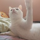 해온동물의료센터 | 신암동동물병원 : 고양이 방광염 췌장염 치료 후기 [범어동물의료센터]