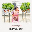 산정농원 | 나만 알고 싶은 경기도 딸기따기 체험 ‘해마루딸기농원’ 겨울방학 추천