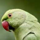 솔바람소리 이미지