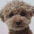 영심이살롱곰곰이호텔 이미지