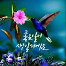 시바의 눈물 / 세사르 마요르키 이미지