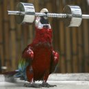 앵무새 이미지