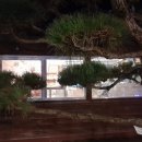 까페인초지