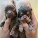 러블릿캔넬 이미지