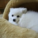 하얀강아지 이미지