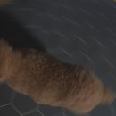 슈가몽 544 이미지