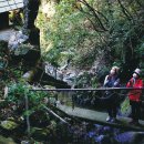 대숲사이 이미지