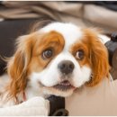 모양동물병원 이미지