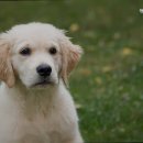 맥동물병원 이미지