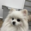 리츠펫(송도점) 이미지