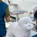 애견미용 이미지