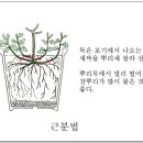 7. 국화 일반재배법(라. 국화의 번식-2) 분주법) 이미지