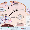 ■ 암 세포 엑소좀 파괴하는 면역 치료제 신물질 발굴 이미지