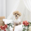 모링모링 이미지