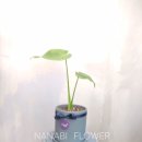 사파동396 이미지