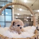 아이러브독 애견미용실 이미지